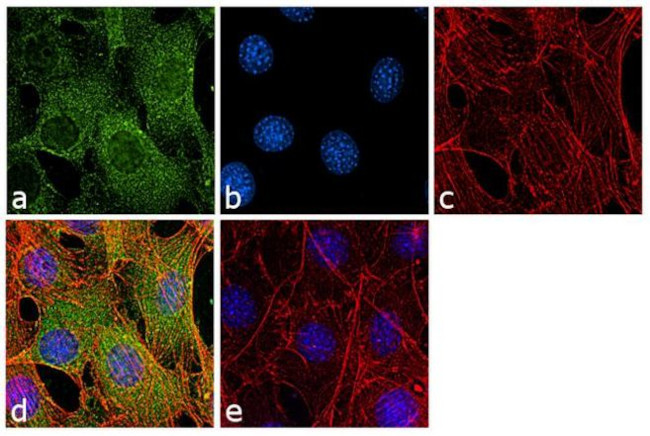 GAPDH Antibody in Immunocytochemistry (ICC/IF)