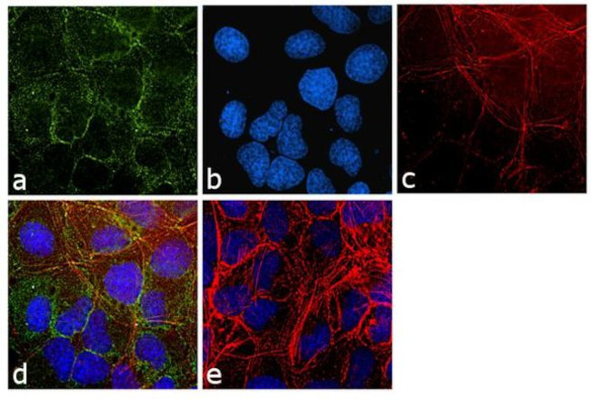 GAPDH Antibody in Immunocytochemistry (ICC/IF)