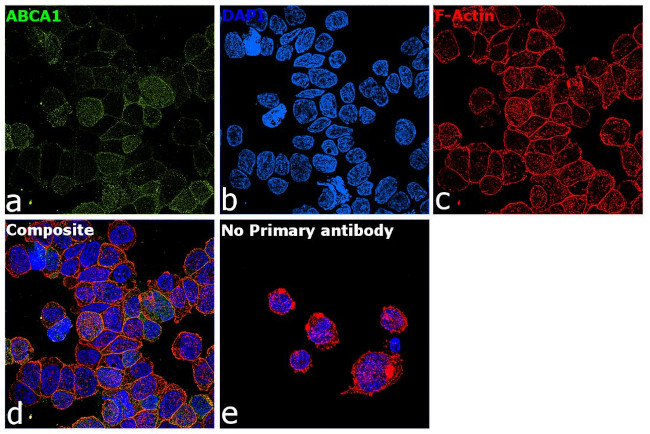 ABCA1 Antibody in Immunocytochemistry (ICC/IF)