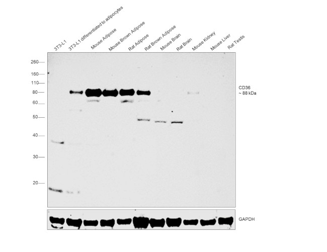 CD36 Antibody