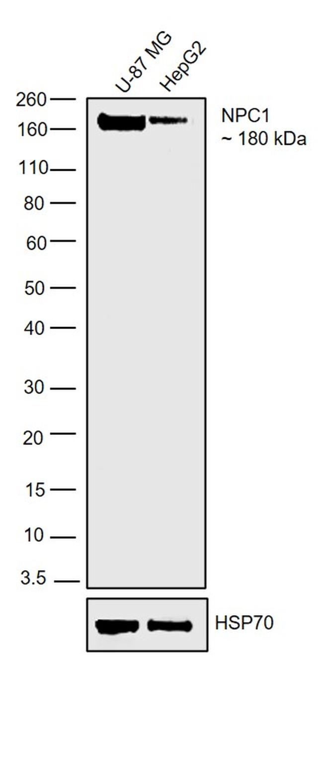 NPC1 Antibody in Western Blot (WB)