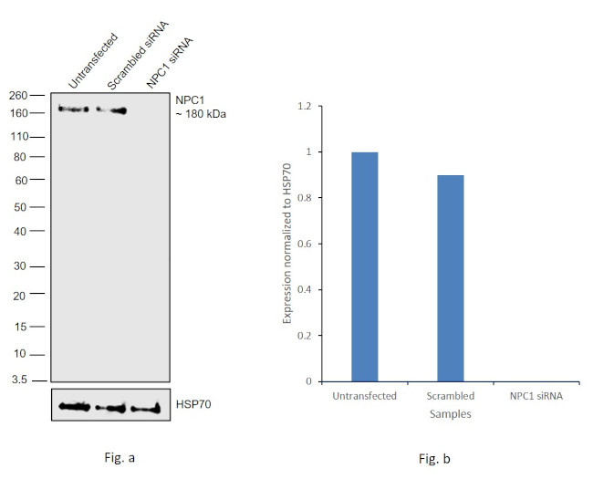 NPC1 Antibody