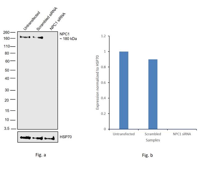 NPC1 Antibody in Western Blot (WB)