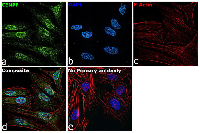 CENPF Antibody in Immunocytochemistry (ICC/IF)