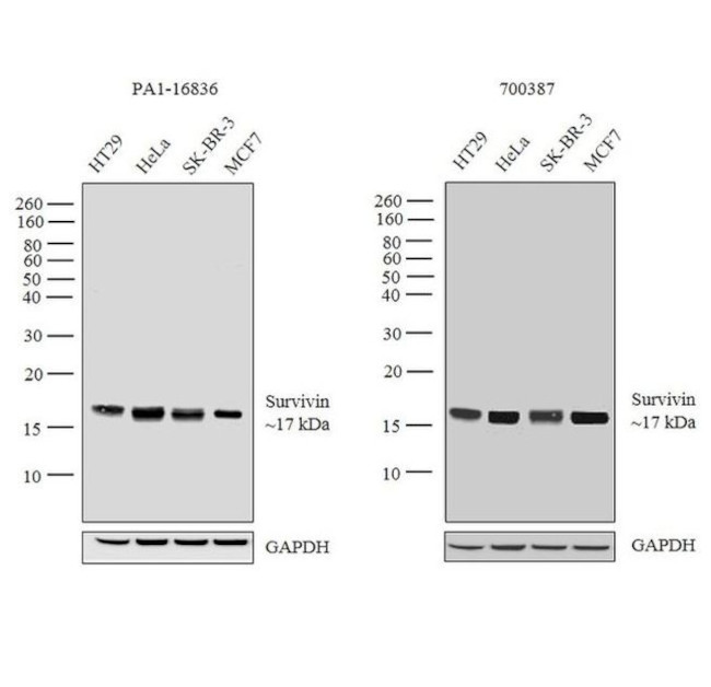 Survivin Antibody