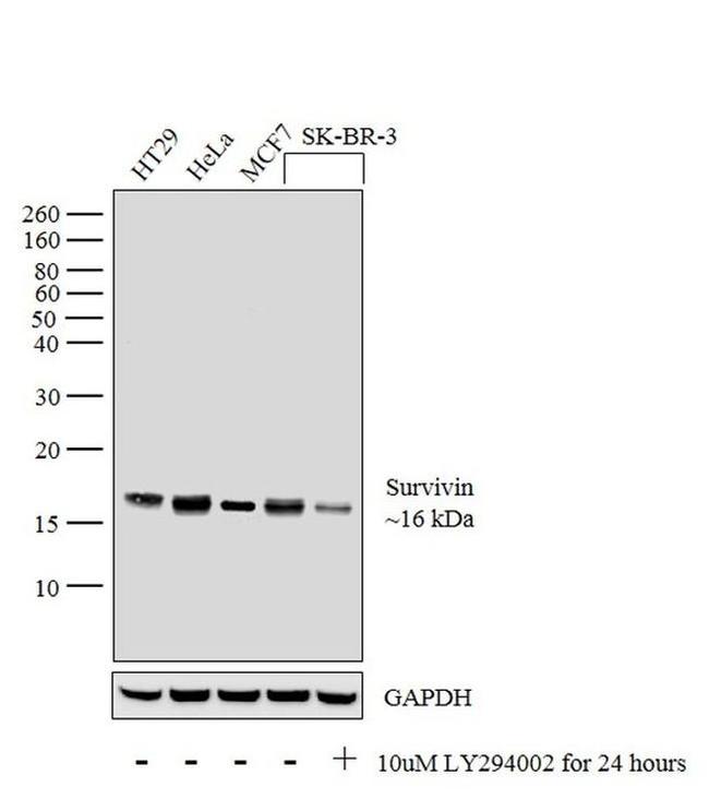 Survivin Antibody in Western Blot (WB)