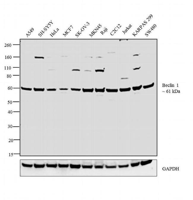 Beclin 1 Antibody in Western Blot (WB)