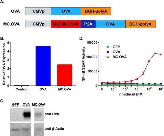 beta Actin Antibody in Western Blot (WB)