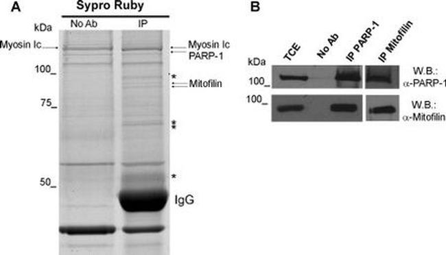 Mitofilin Antibody in Western Blot (WB)