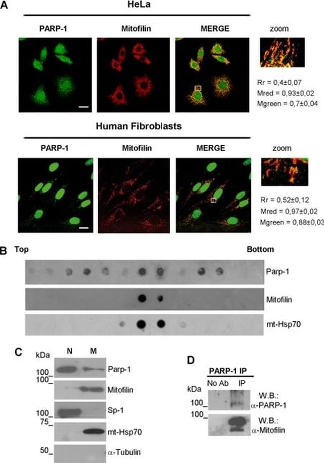 Mitofilin Antibody in Western Blot, Immunocytochemistry (WB, ICC/IF)