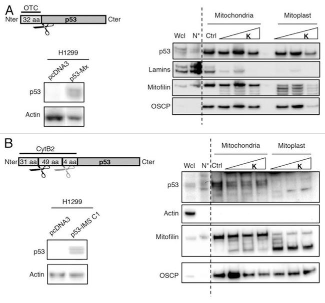 Mitofilin Antibody in Western Blot (WB)