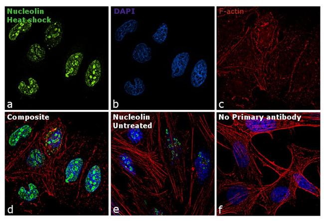 Nucleolin Antibody