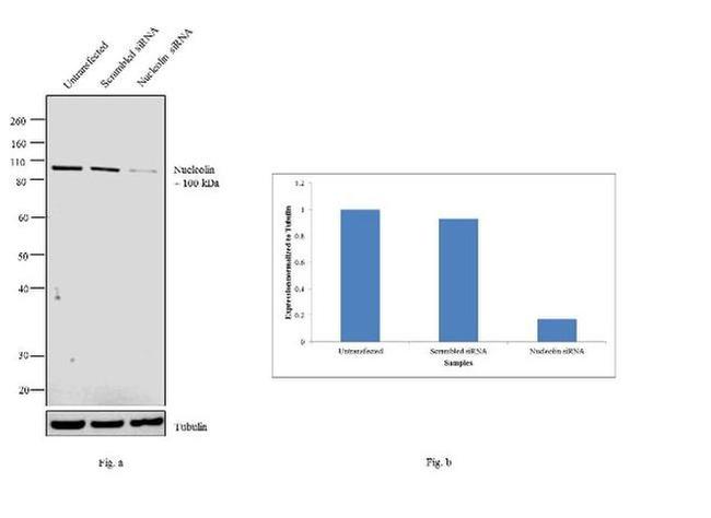 Nucleolin Antibody in Western Blot (WB)