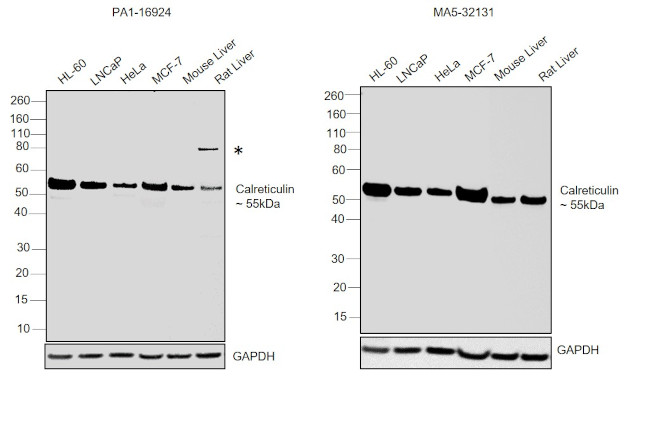 Calreticulin Antibody