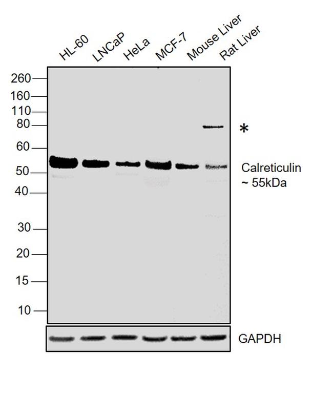 Calreticulin Antibody in Western Blot (WB)