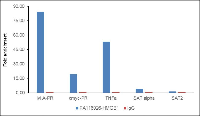 HMGB1 Antibody in ChIP Assay (ChIP)