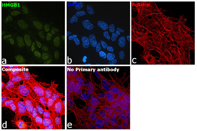 HMGB1 Antibody in Immunocytochemistry (ICC/IF)