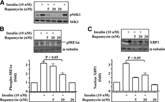 Phospho-IRE1 alpha (Ser724) Antibody in Western Blot (WB)