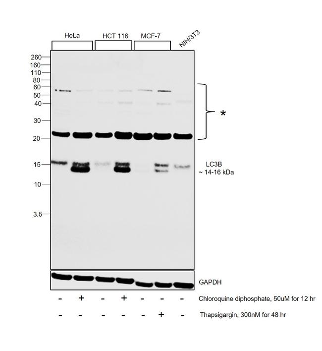 LC3B Antibody in Western Blot (WB)