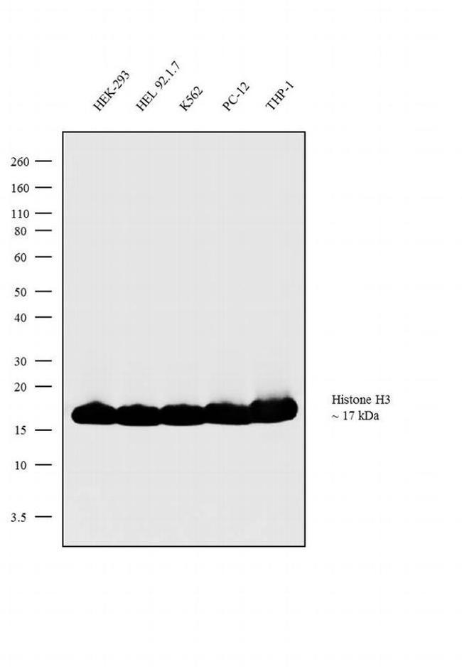 Histone H3 Antibody in Western Blot (WB)