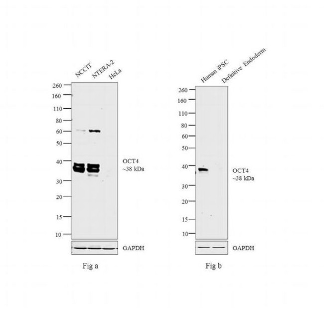 OCT4 Antibody