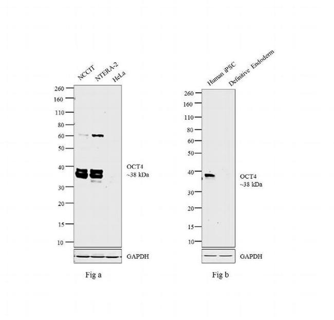 OCT4 Antibody in Western Blot (WB)