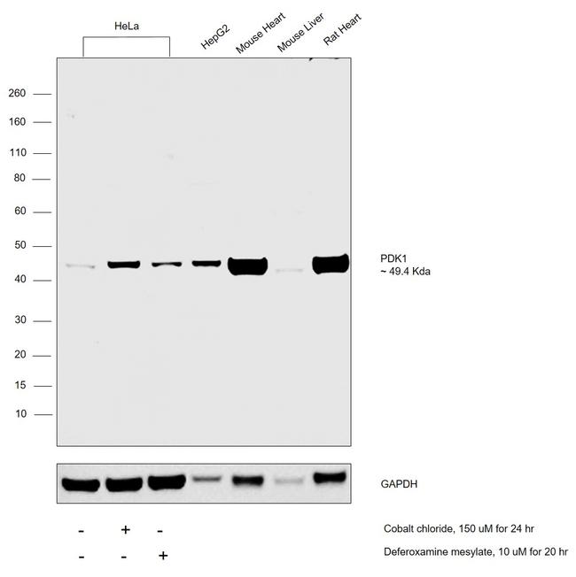 PDK1 Antibody in Western Blot (WB)