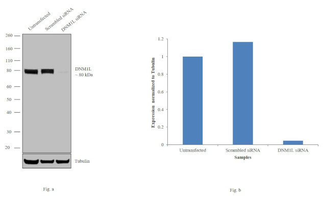 DNM1L Antibody