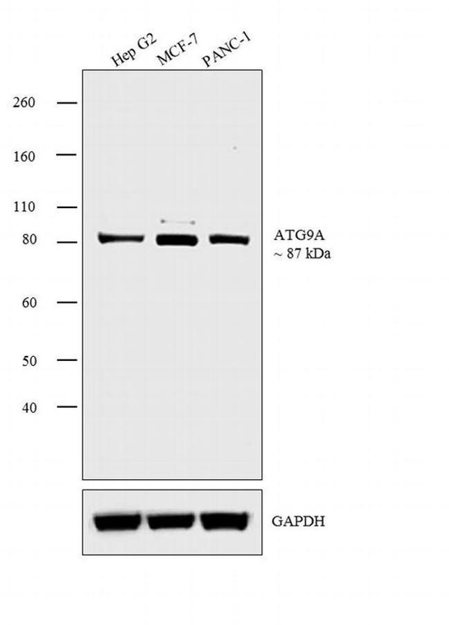 ATG9A Antibody in Western Blot (WB)