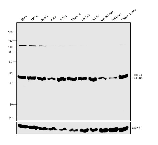 TDP-43 Antibody in Western Blot (WB)