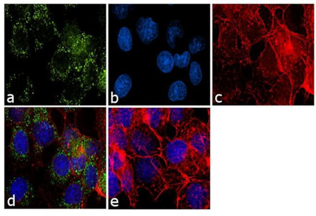 ITIH1 Antibody in Immunocytochemistry (ICC/IF)