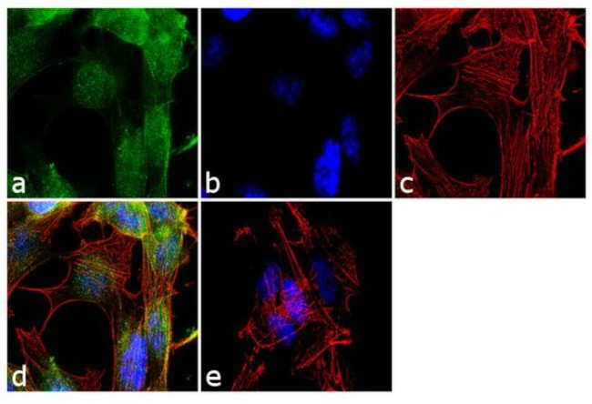 ADAMTS9 Antibody in Immunocytochemistry (ICC/IF)