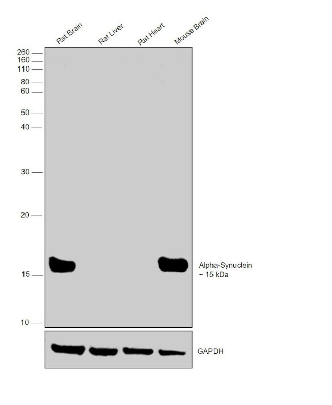 alpha Synuclein Antibody