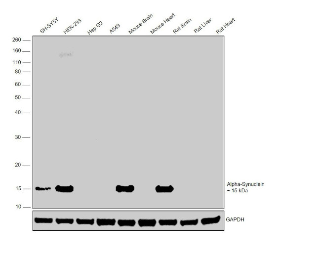 alpha Synuclein Antibody