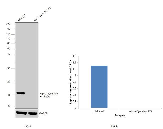 alpha Synuclein Antibody in Western Blot (WB)