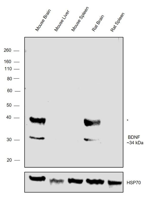 BDNF Antibody in Western Blot (WB)