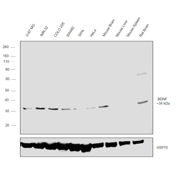 BDNF Antibody