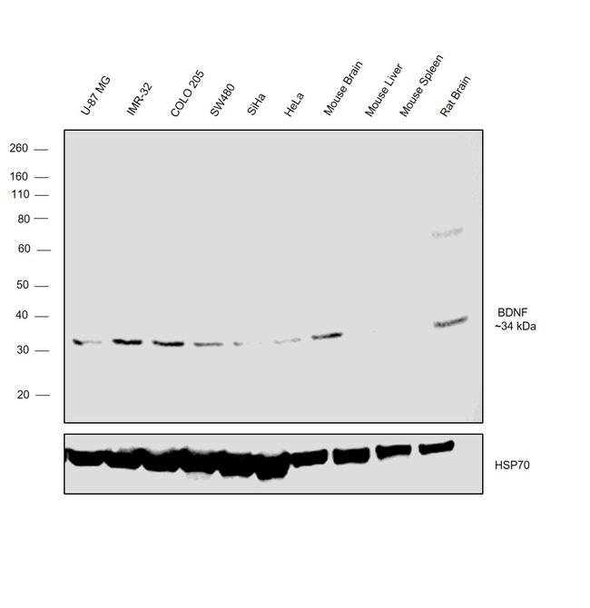 BDNF Antibody in Western Blot (WB)