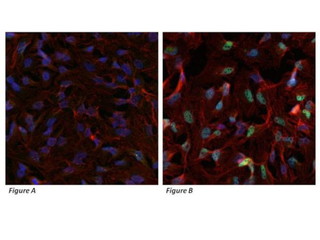 HIF1A Antibody in Immunocytochemistry (ICC/IF)