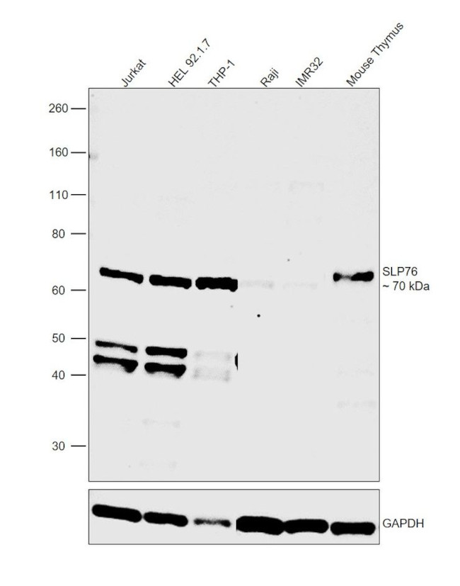 SLP76 Antibody