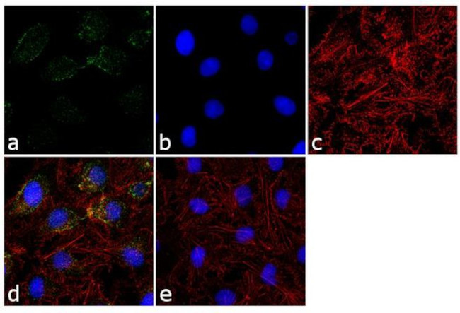 PSMD7 Antibody in Immunocytochemistry (ICC/IF)