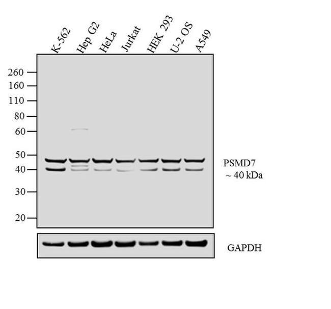 PSMD7 Antibody in Western Blot (WB)