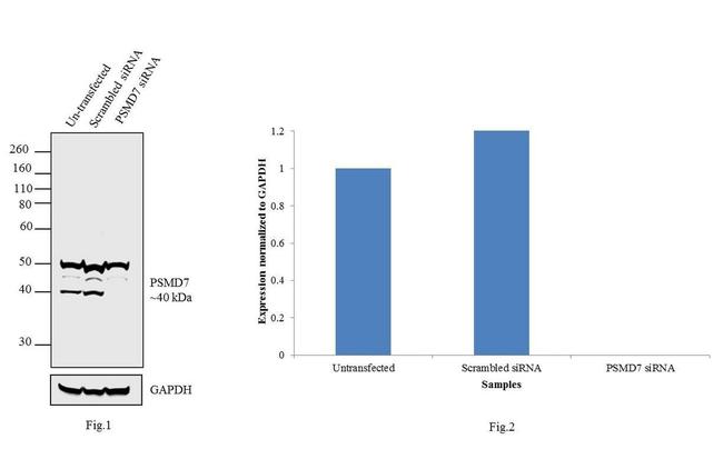 PSMD7 Antibody in Western Blot (WB)