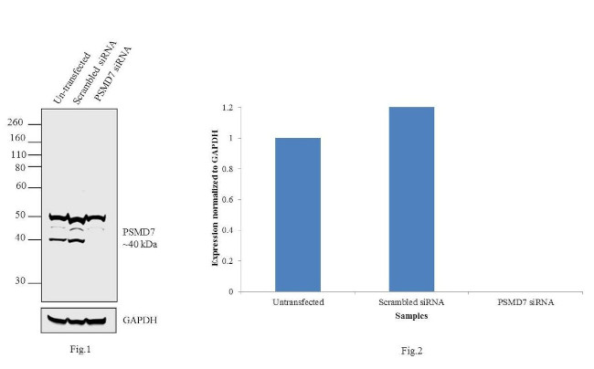 PSMD7 Antibody