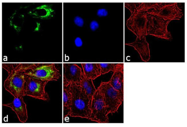 APH1 Antibody in Immunocytochemistry (ICC/IF)