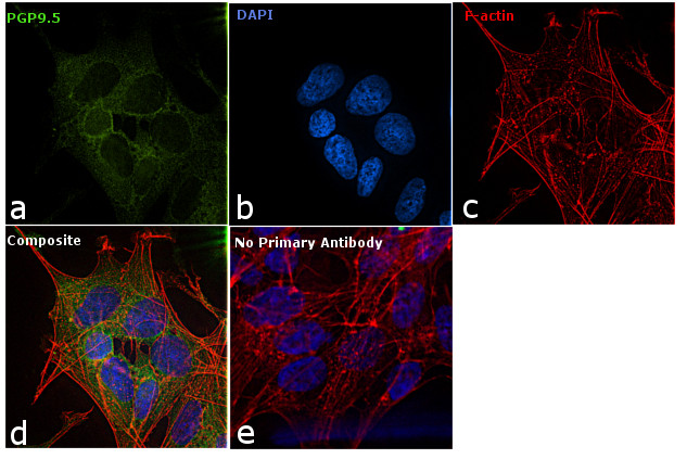 PGP9.5 Antibody in Immunocytochemistry (ICC/IF)