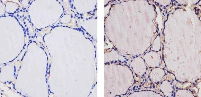 THRA Antibody in Immunohistochemistry (Paraffin) (IHC (P))