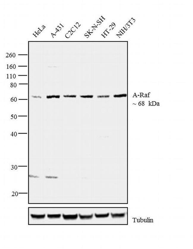 A-Raf Antibody in Western Blot (WB)