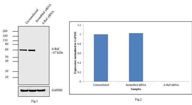 A-Raf Antibody in Western Blot (WB)