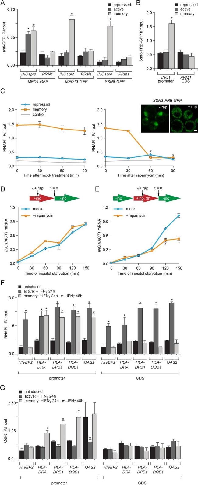 CDK8 Antibody in ChIP Assay (ChIP)